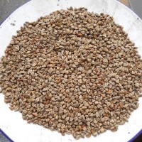 產(chǎn)地直銷100斤/袋苦蕎麥 釀酒苦蕎麥，燒酒蕎麥食品蕎麥 不包郵