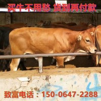 先養(yǎng)后付款在線咨詢魯西黃牛肉牛犢價(jià)格買(mǎi)利木贊牛犢免費(fèi)運(yùn)輸?shù)郊? onmouseover=