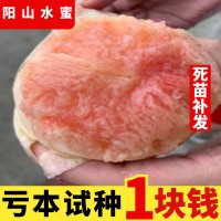 無(wú)錫陽(yáng)山水蜜桃樹苗 南方種北方種植嫁接桃苗特大果樹苗當(dāng)年結(jié)果