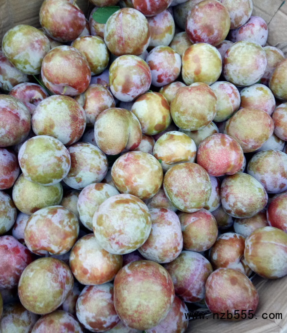 這是一張四川漢源李子哥探索農村電商之路的配圖