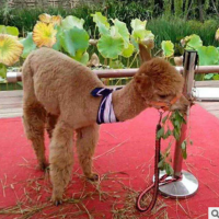 哪里有出租羊駝的，一只羊駝價格 展覽動物租賃公司 馬戲團表演