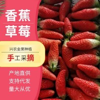 產地直供香蕉草莓凈重草莓新鮮大草莓水果當季水果草莓現摘現發(fā)