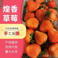 產地直供煌香草莓凈重草莓新鮮大草莓水果當季水果草莓現摘現發(fā)