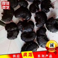 江北靈芝之鄉(xiāng)無柄黑靈芝原產(chǎn)地黒芝個(gè)切片現(xiàn)貨批發(fā)
