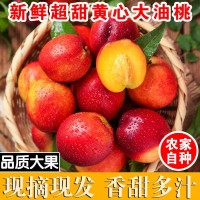 現摘黃肉油桃新鮮脆甜可口應季水果甜桃子脆桃非毛桃桃子3/5斤裝  2件起批