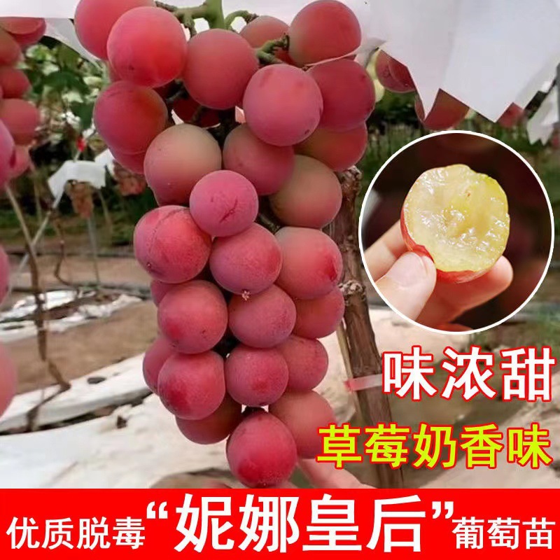 O1CN01G6Eq0K1TOsdmqQKTJ_!!941662373-0-cib