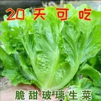 甜脆玻璃生菜種子割完又長速生四季種菜籽陽臺盆栽庭院春秋易播Z