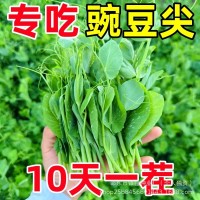 無(wú)須豌豆苗種子荷蘭豆豌豆尖種籽芽苗菜種子原裝四季蔬菜種子大全