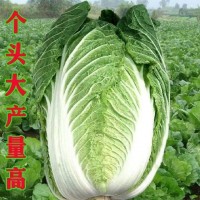 冬儲35斤秋播大白菜種子東北北方耐儲藏越冬白菜籽