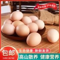 一農小樅高山雞蛋 農林散養土雞蛋 現撿現發營養柴雞蛋