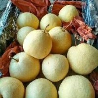 陜西碭山酥梨產地價格批發 10000斤